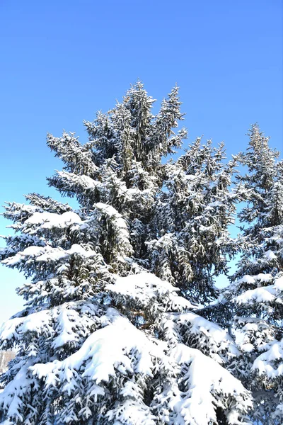 Árvore na neve de inverno — Fotografia de Stock