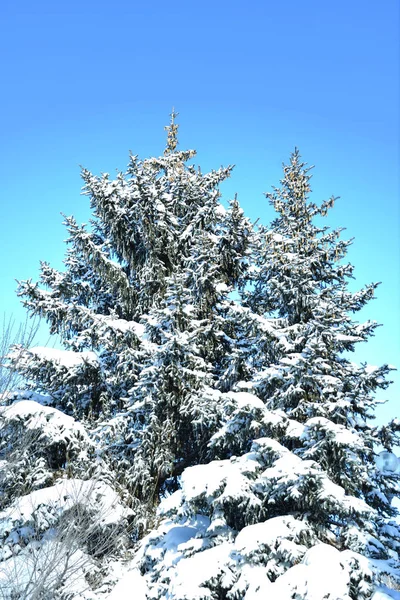 Árbol en la nieve de invierno — Foto de Stock