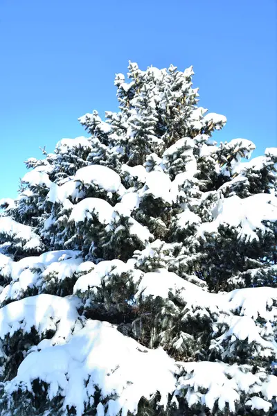 冬天的雪树 — 图库照片