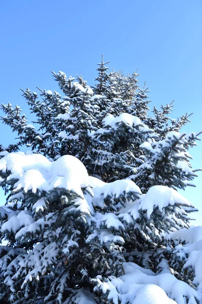 Arbre dans la neige d'hiver — Photo