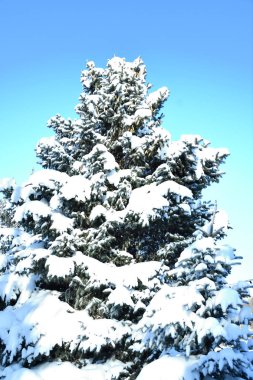 Kışın kar ağacında
