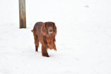 Köpek doğurmak İrlandalı Red setter  