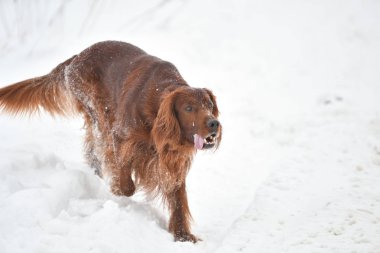 Köpek doğurmak İrlandalı Red setter  