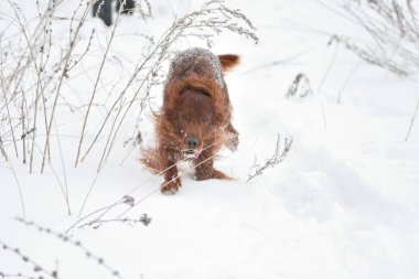Köpek doğurmak İrlandalı Red setter  