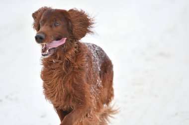 Köpek doğurmak İrlandalı Red setter  