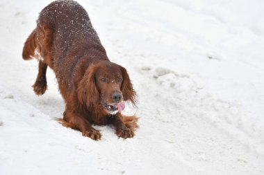 Köpek doğurmak İrlandalı Red setter  