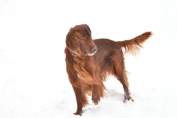 Dog breed Irish Red setter — Stock Photo, Image