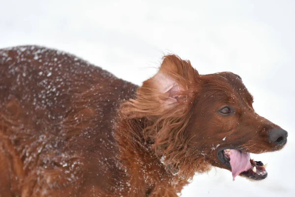 Dog breed Irish Red setter — Stock Photo, Image