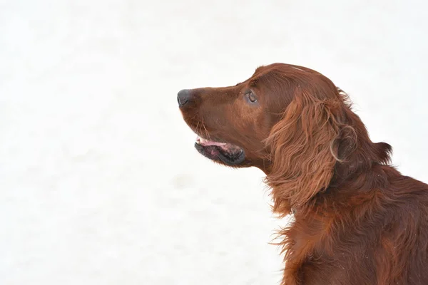 Dog breed Irish Red setter — Stock Photo, Image
