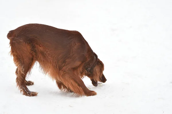 Hondenras Irish Red setter — Stockfoto