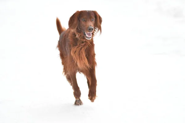 Raça de cães Irish Red setter — Fotografia de Stock