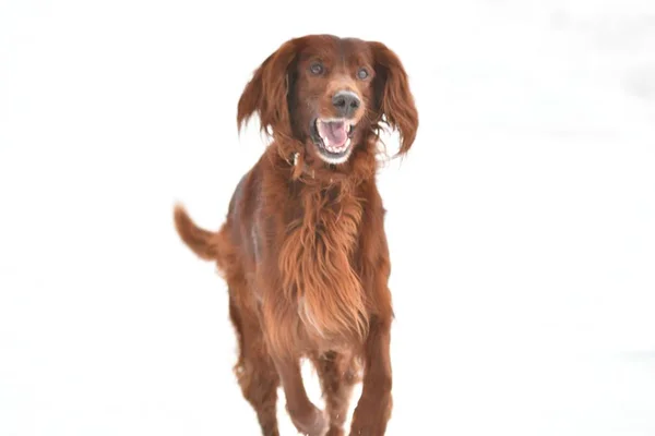 Hund rasen irländsk röd setter — Stockfoto