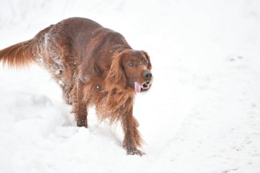 Köpek doğurmak İrlandalı Red setter