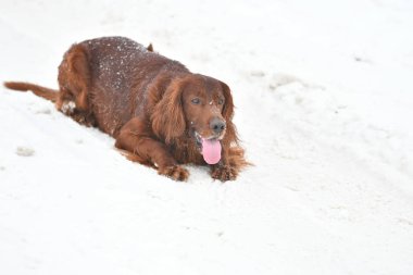 Köpek doğurmak İrlandalı Red setter