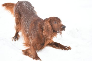 Köpek doğurmak İrlandalı Red setter