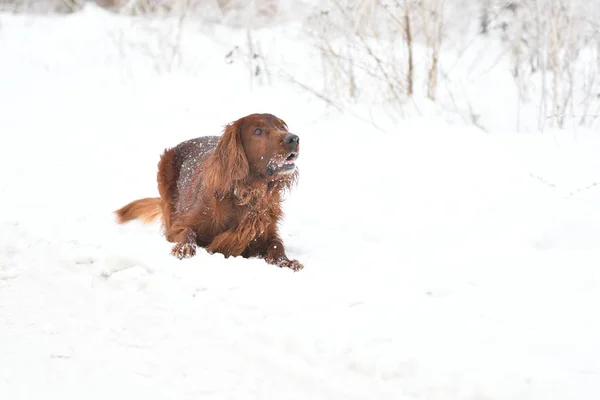 Race de chien Irish Red setter — Photo