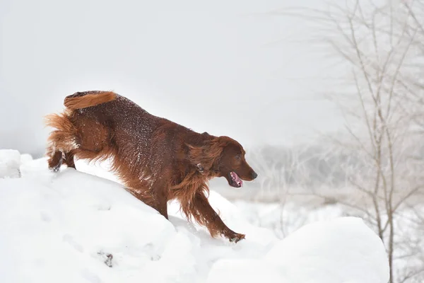 Dog breed Irish Red setter — Stock Photo, Image