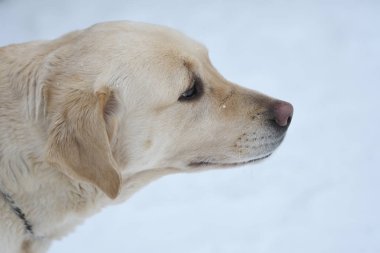 labrador köpek doğurmak 
