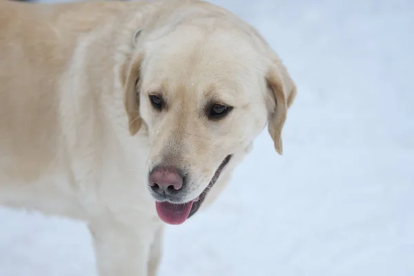 Labrador köpek doğurmak — Stok fotoğraf