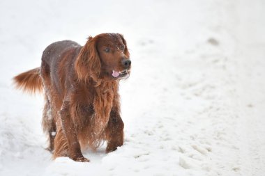 Köpek doğurmak İrlandalı Red setter 