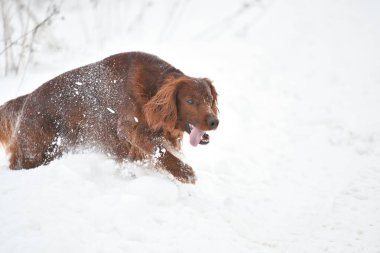 Köpek doğurmak İrlandalı Red setter 