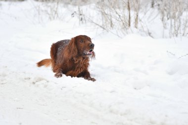 Köpek doğurmak İrlandalı Red setter 