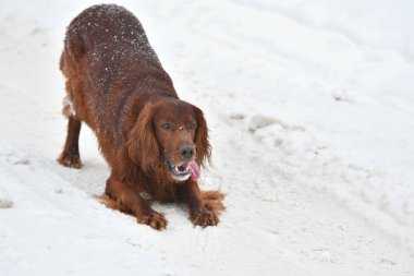 Köpek doğurmak İrlandalı Red setter 