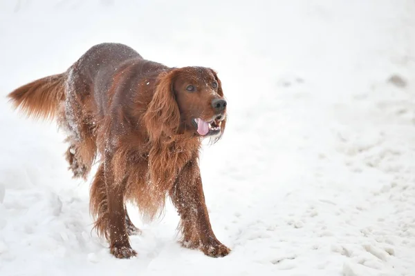 Hunderasse Irisch Red Setter — Stockfoto