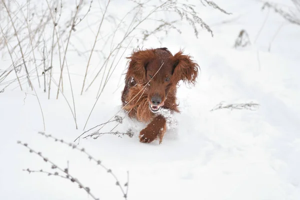 Pies rasy Seter irlandzki — Zdjęcie stockowe