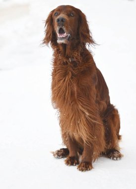 Köpek doğurmak İrlandalı Red setter