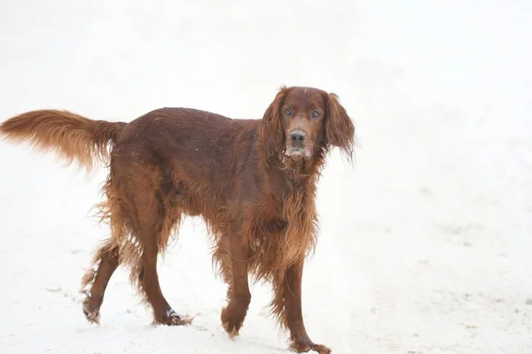 Hondenras Irish Red setter — Stockfoto