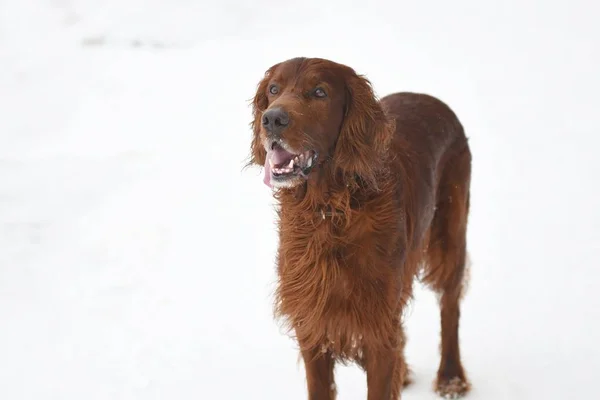 Hunderasse Irisch Red Setter — Stockfoto