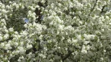 Çiçekler elma ağacının rengi beyaz 