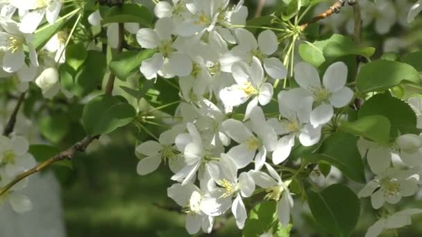 Blüten des Apfelbaumes weiße Farbe — Stockvideo