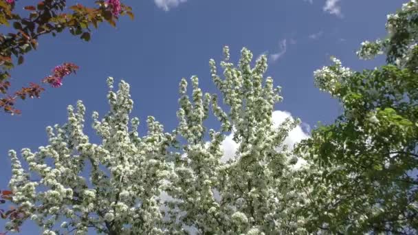 Las flores del manzano el color blanco — Vídeos de Stock