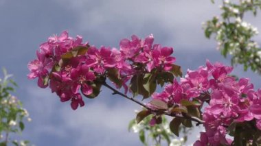 Elma çiçeği pembe renk 