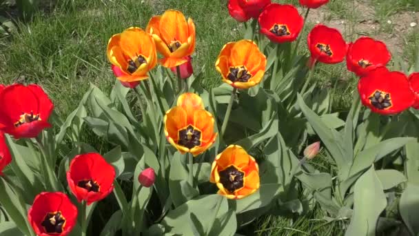 Los tulipanes amarillo-rojos se balancean en el viento — Vídeo de stock