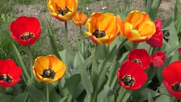 Los tulipanes amarillo-rojos se balancean en el viento — Vídeo de stock