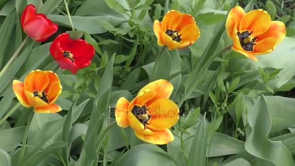 Les tulipes jaune-rouge se balancent dans le vent  