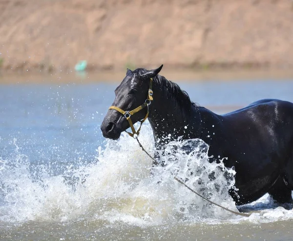 Caballos en el paseo — Foto de Stock