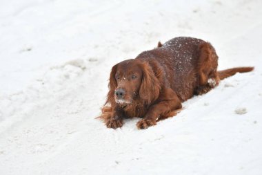 Köpek İrlandalı Red setter