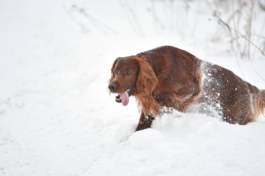 Köpek İrlandalı Red setter