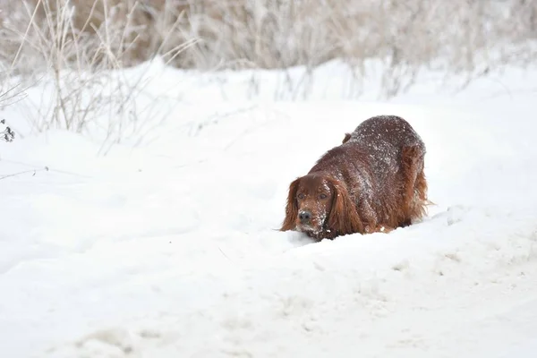 犬アイリッシュ セッター — ストック写真