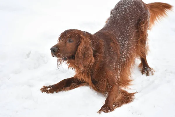 Hond Irish Red setter — Stockfoto