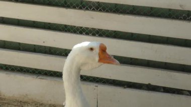 çiftlikte kazgans op de boerderij 
