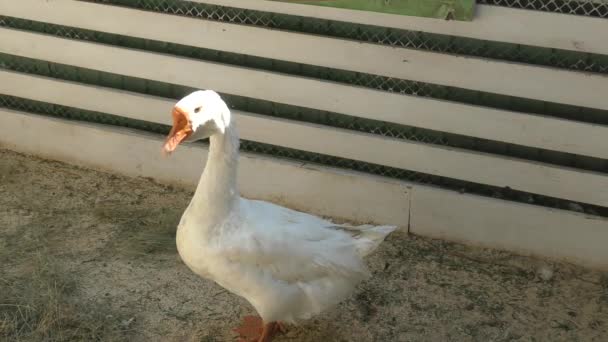 Çiftlikte kazgans op de boerderij — Stok video