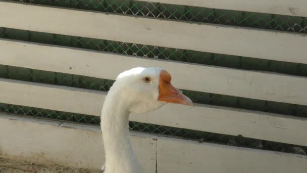 Gans auf dem Bauernhof — Stockvideo