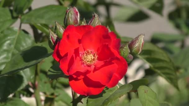 Rosa roja en verano — Vídeo de stock