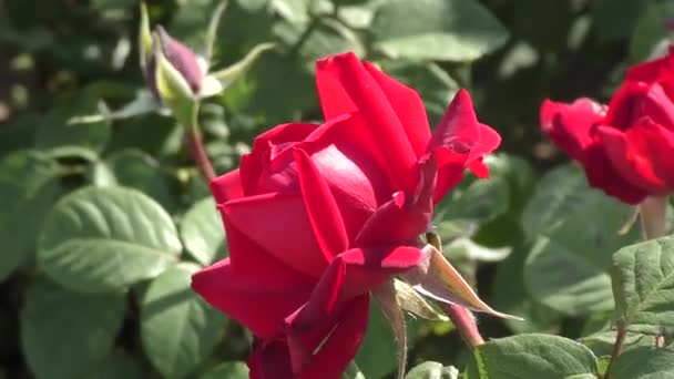 Rosa roja en verano — Vídeo de stock