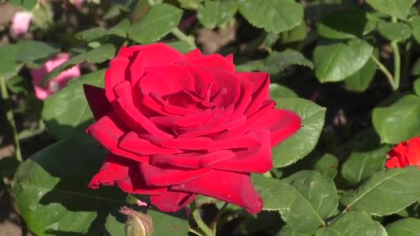 Rosa roja en verano — Vídeos de Stock